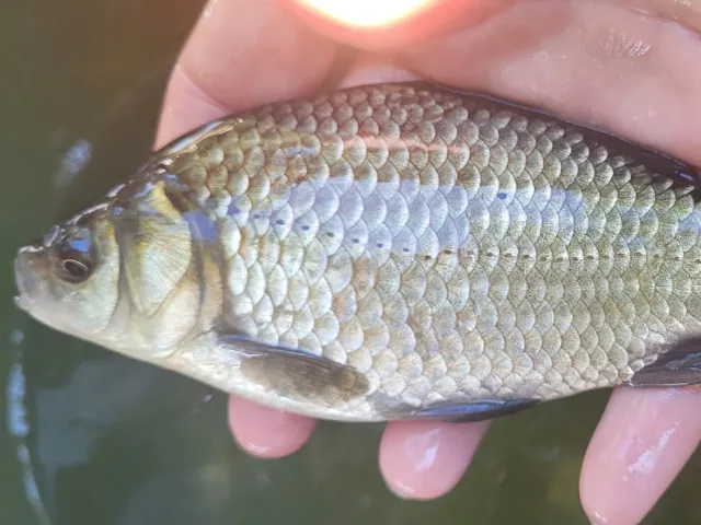 Giebel