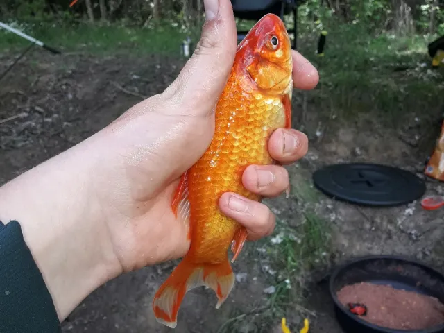 Goldfisch