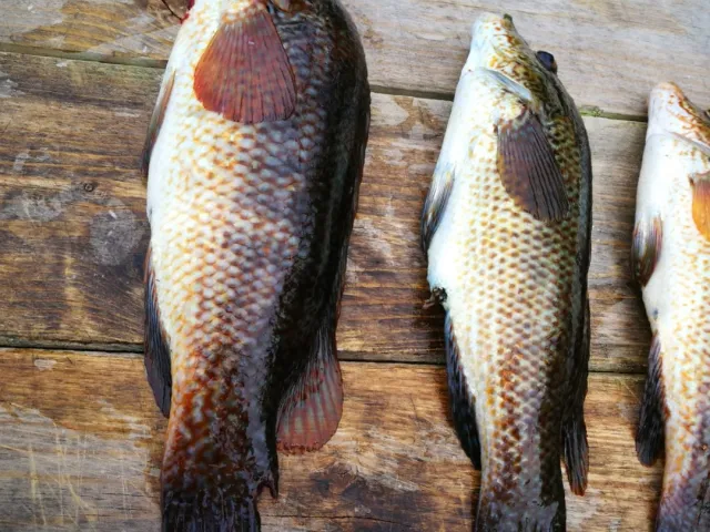 Lippfisch