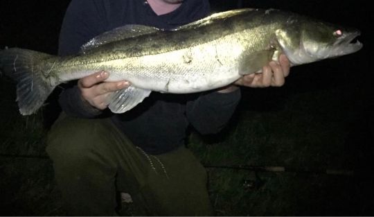 Zander