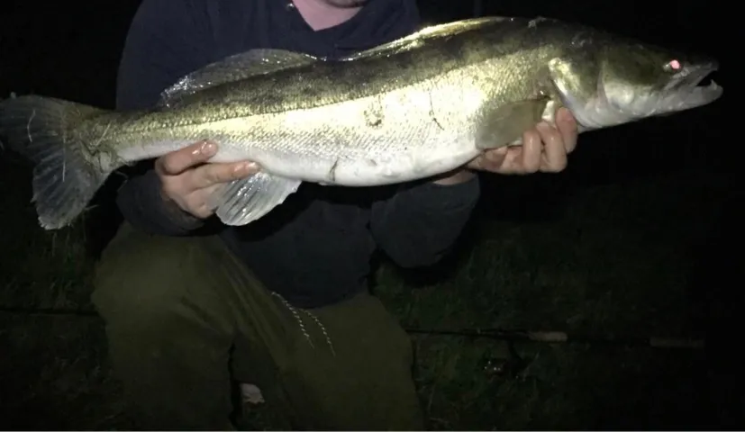 Zander