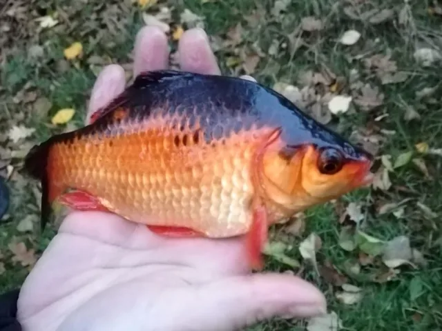 Goldfisch