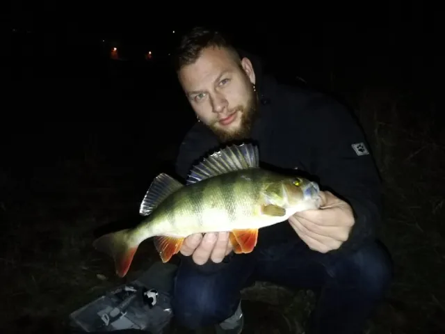 Flussbarsch