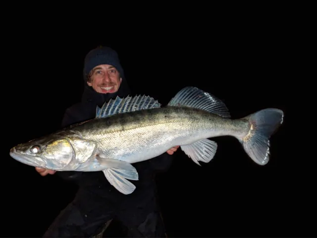 Zander