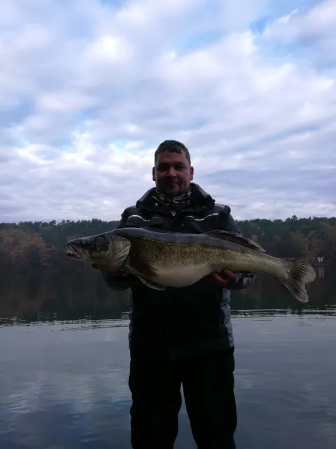 Zander