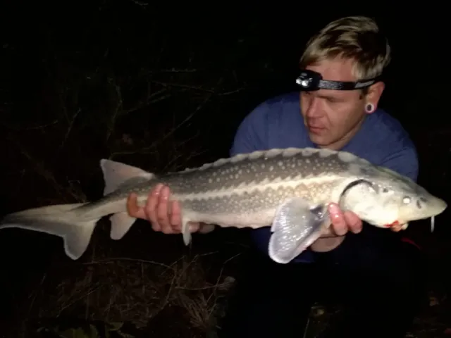 Stör