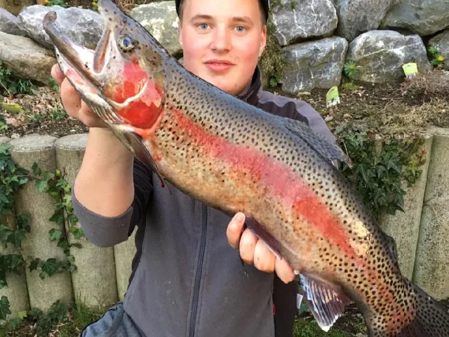 Regenbogenforelle
