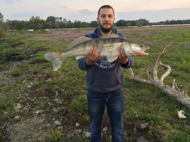 Zander