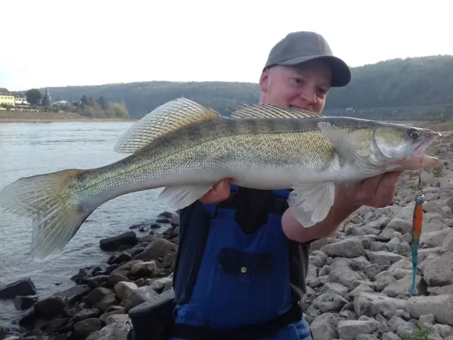 Zander