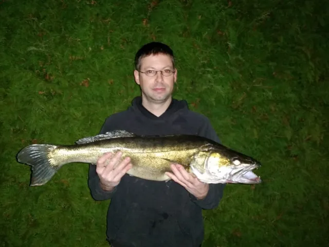 Zander