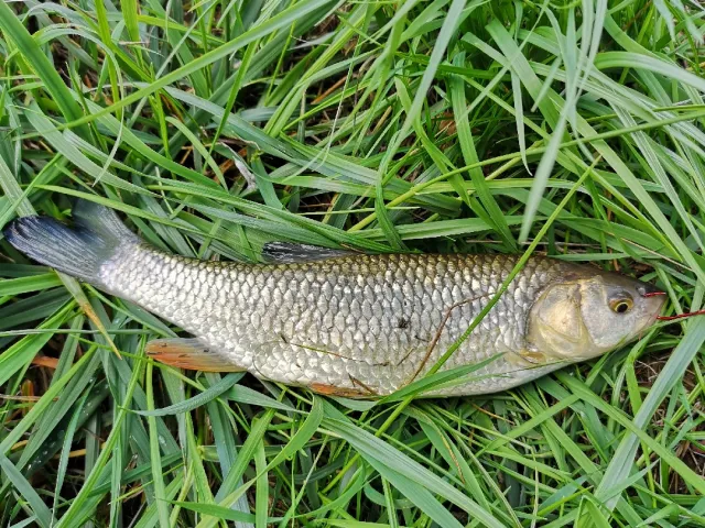 Döbel