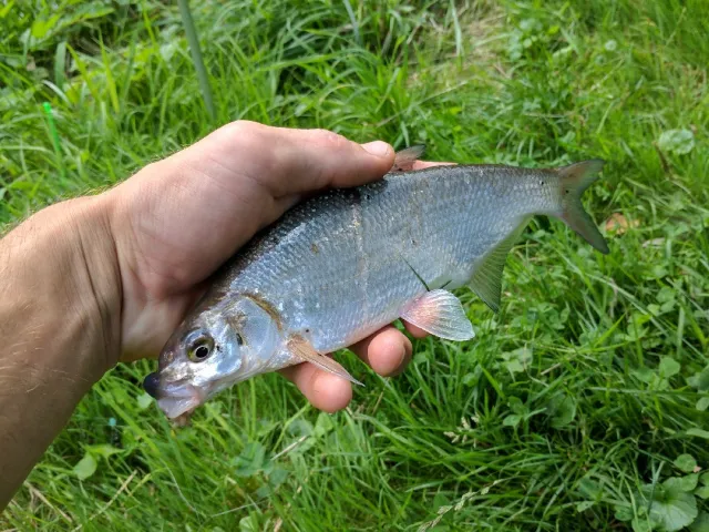 Zährte