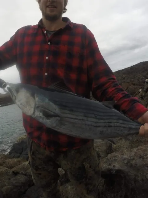 Bonito