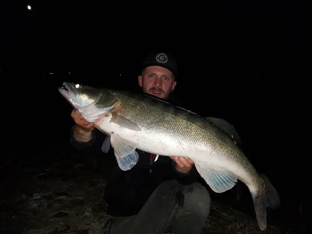 Zander