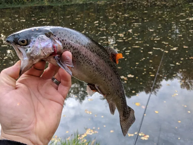 Regenbogenforelle
