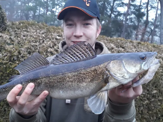 Zander