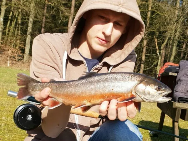 Bachsaibling
