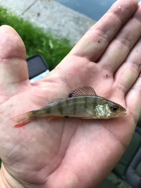 Flussbarsch