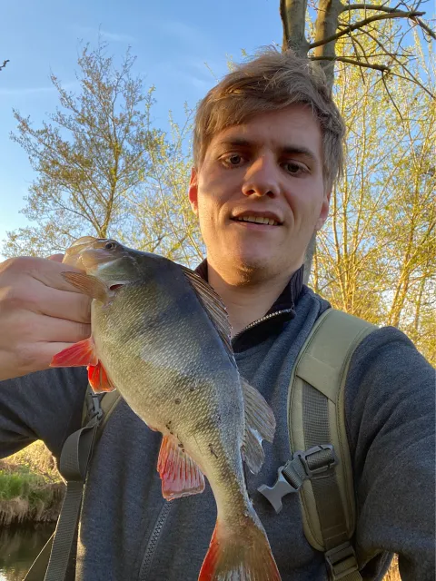 Flussbarsch
