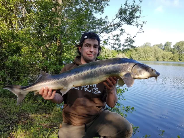 Stör