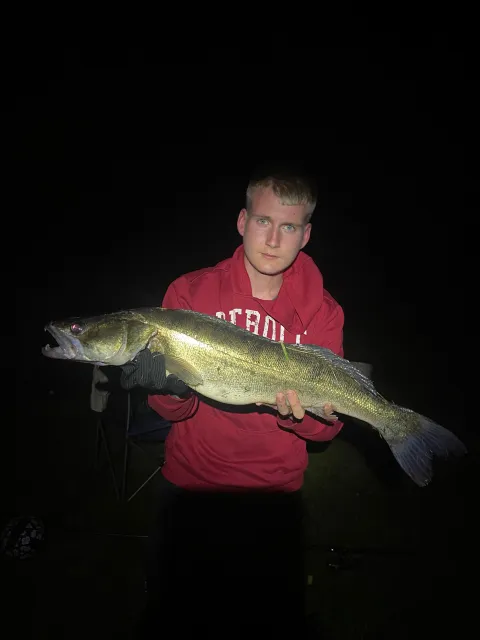 Zander