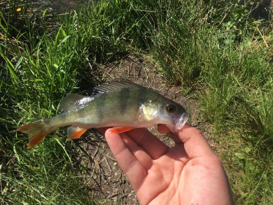 Kranicher Teich (Hahnenklee)  ALLE ANGELN
