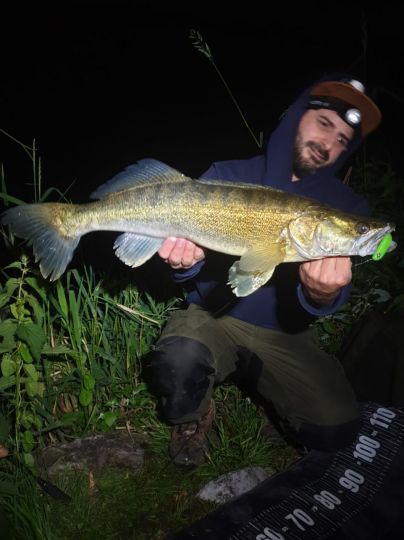 Zander