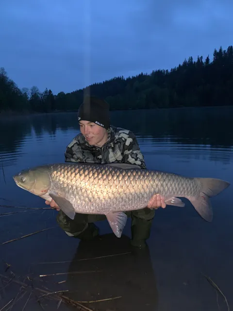 Graskarpfen