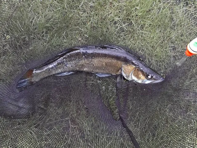 Zander