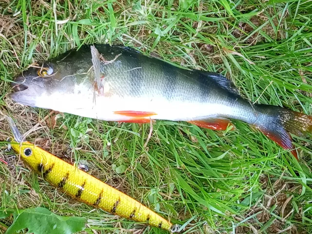 Flussbarsch