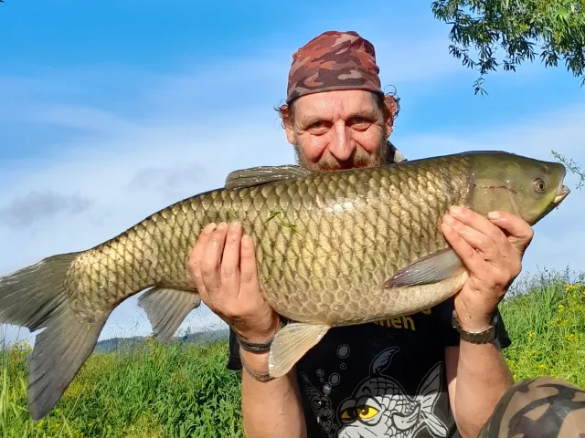 Graskarpfen