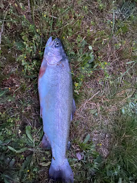 Regenbogenforelle