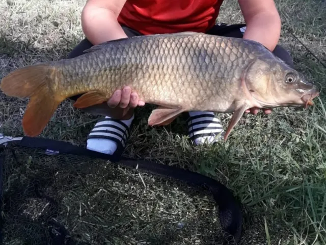 Karpfen