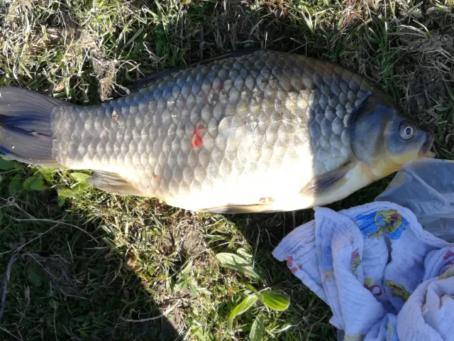 Karausche