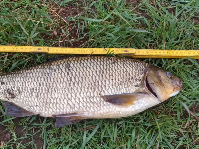 Aland
