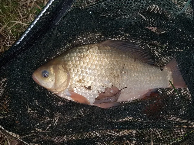 Karausche