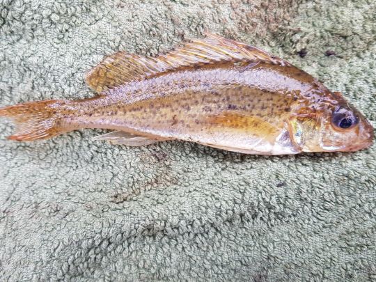 Kaulbarsch