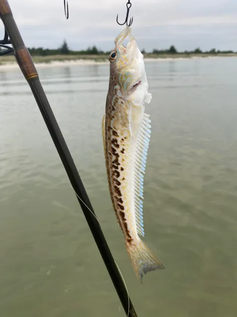 Petermännchen
