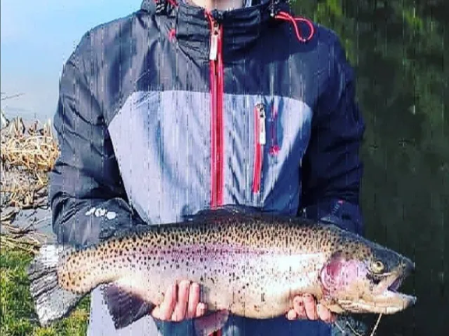Regenbogenforelle