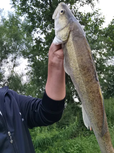 Zander