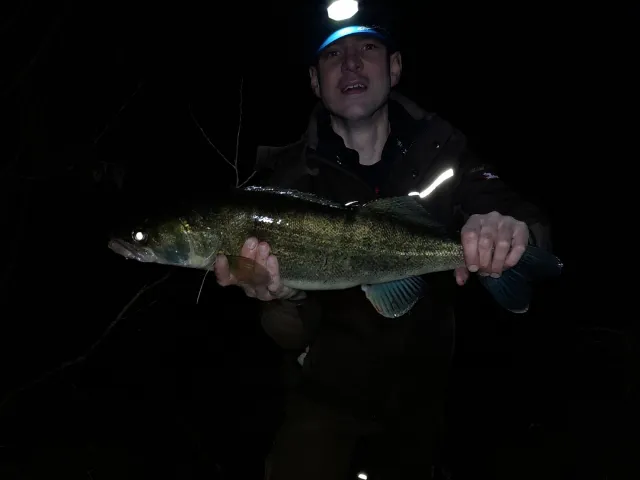 Zander