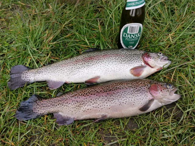 Regenbogenforelle