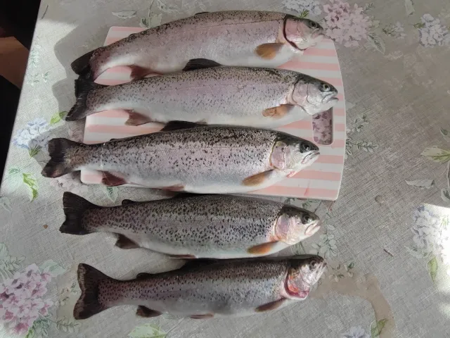 Regenbogenforelle