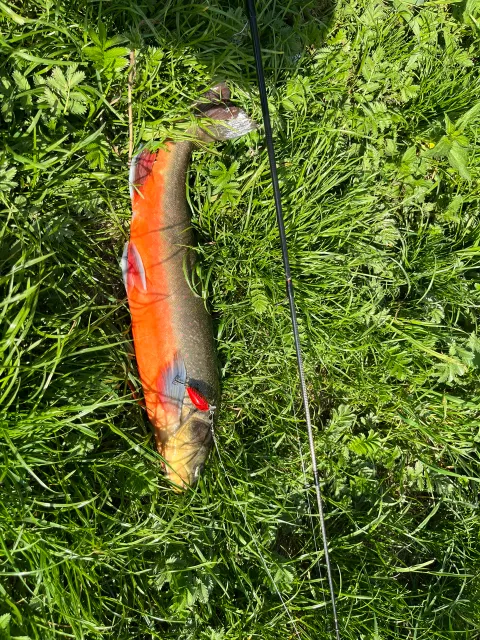 Bachsaibling