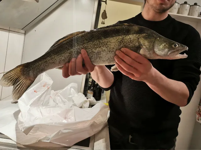Zander