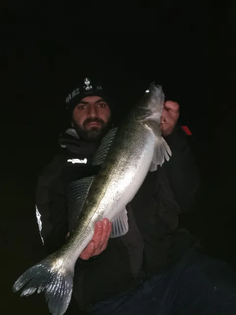 Zander