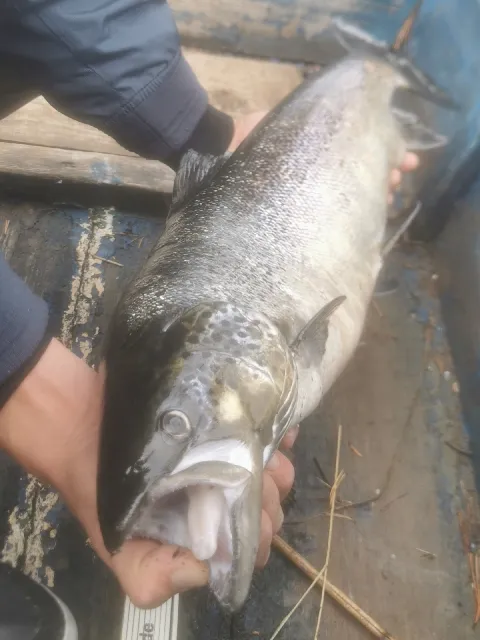Lachs