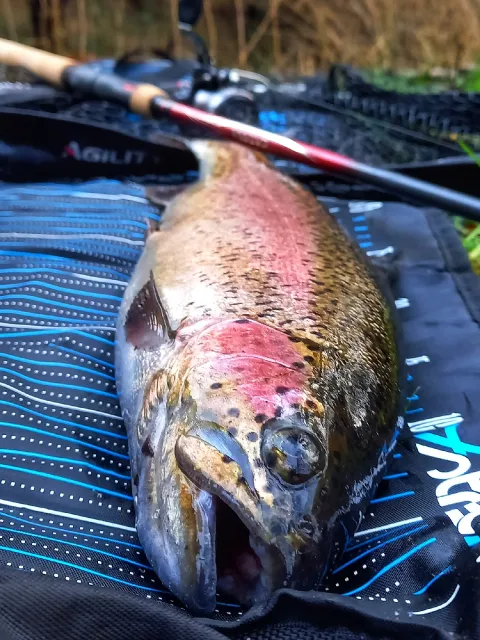 Regenbogenforelle