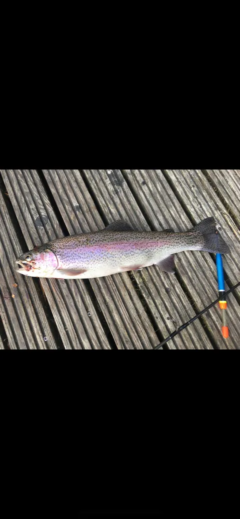 Regenbogenforelle
