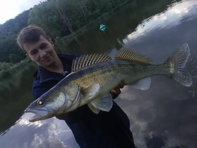 Zander